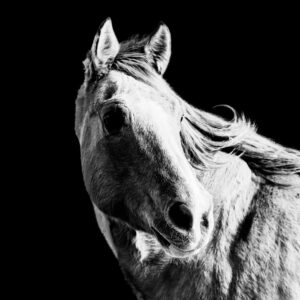 Blowing in the Wind - Premium Metal Wall Art Print