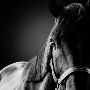Bridle I - Premium Metal Wall Art Print