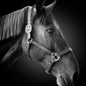 Bridle II - Premium Metal Wall Art Print