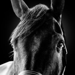 Bridle III - Premium Metal Wall Art Print