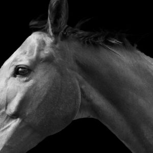 Brie - Premium Metal Wall Art Print