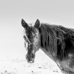 Bullet - Premium Metal Wall Art Print