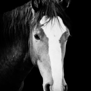 Coffee Talk - Premium Metal Wall Art Print