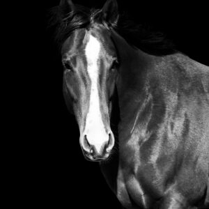 Curious - Premium Metal Wall Art Print