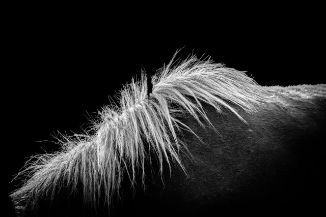 Withers II (16x24in) - Premium Metal Wall Art Print (50% Off!) - Image 4