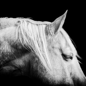 Daydreamer - Premium Metal Wall Art Print