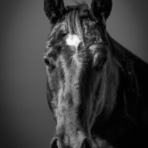 El Viejo - Premium Metal Wall Art Print