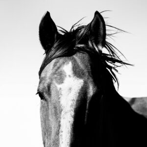 Enchanted - Premium Metal Wall Art Print