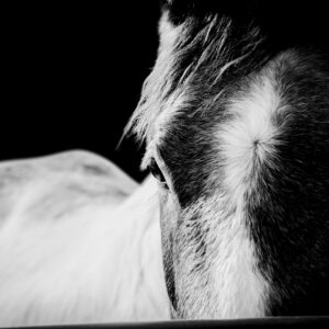 Estrella - Premium Metal Wall Art Print