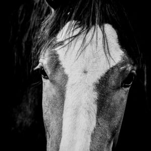 Forelock - Premium Metal Wall Art Print