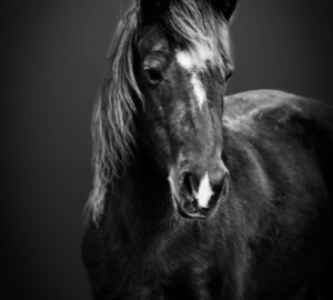 horse portrait