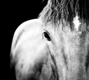 horse portrait