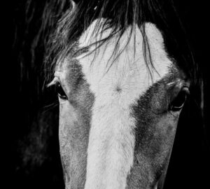 horse portrait