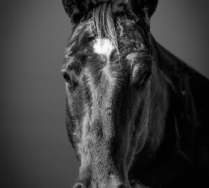 horse portrait