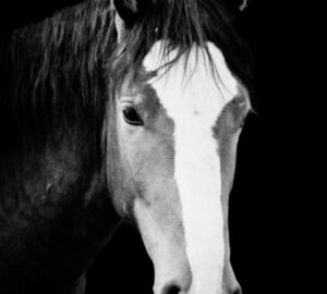 horse portrait