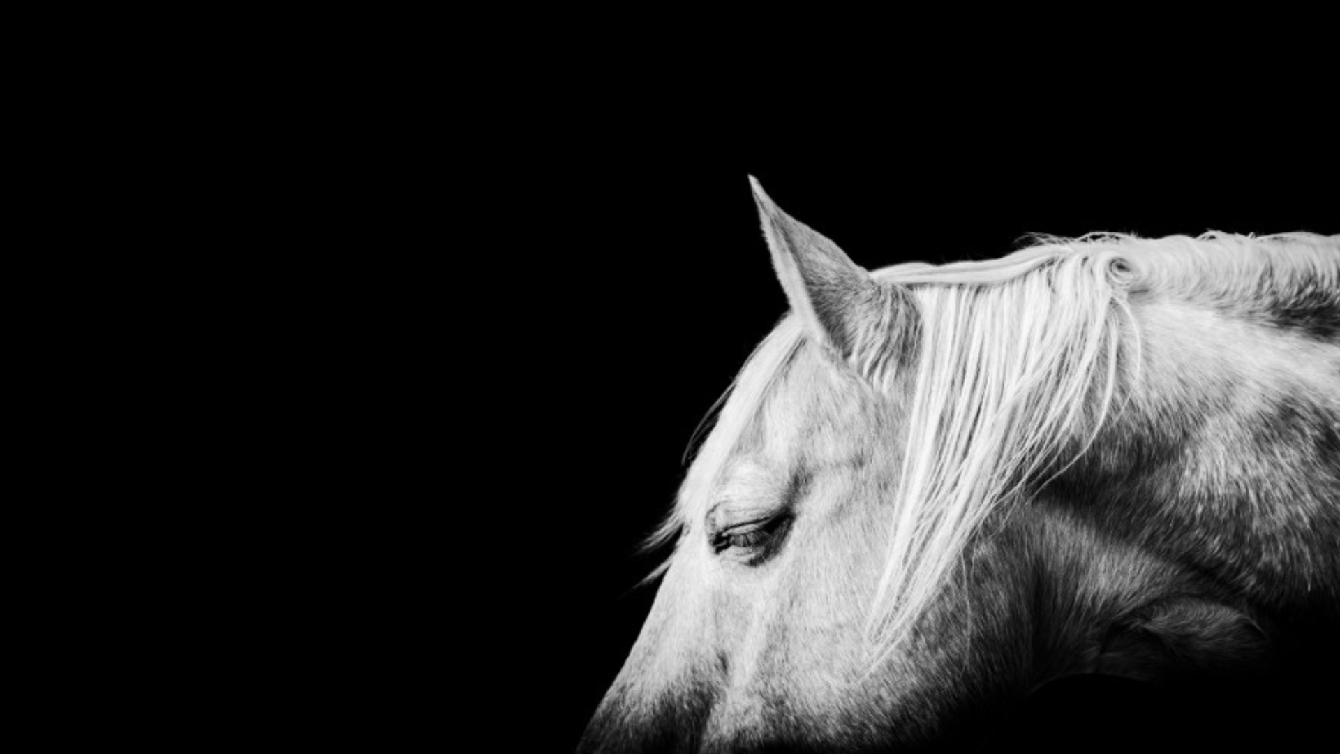 Horse Portrait