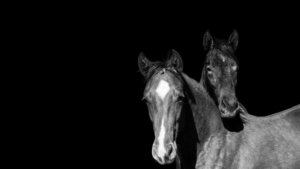 Horse Portrait