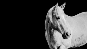horse portrait