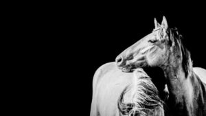 Horse Portrait