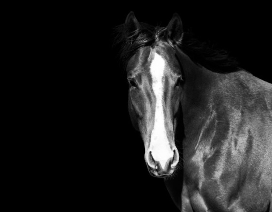 horse portrait