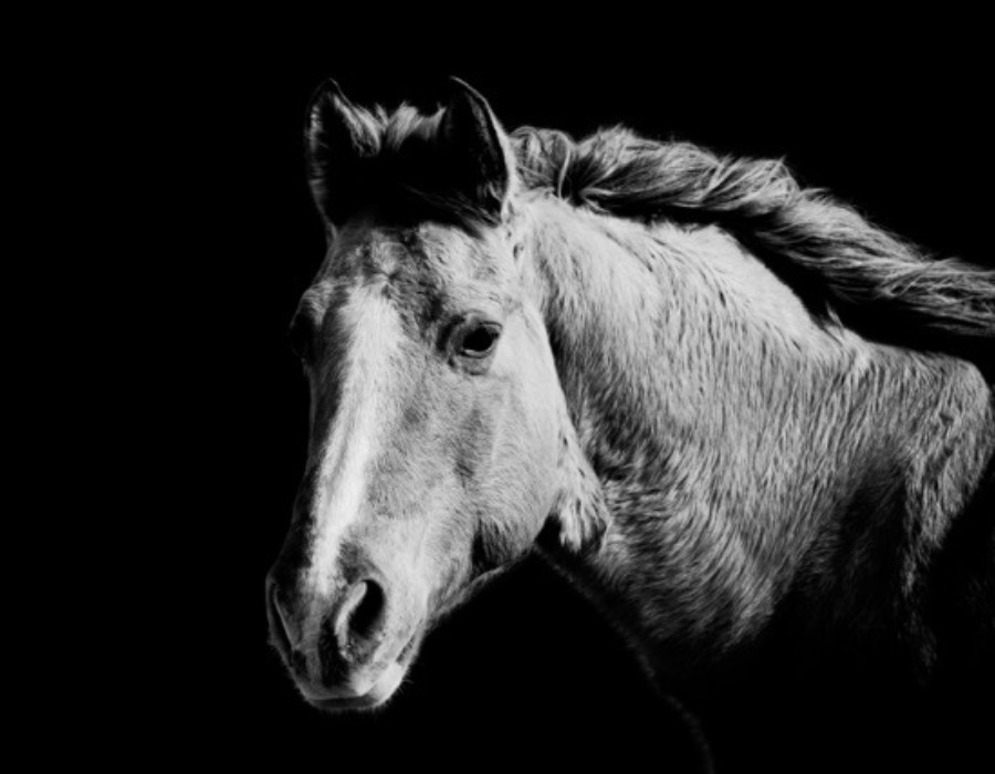 Horse Portrait