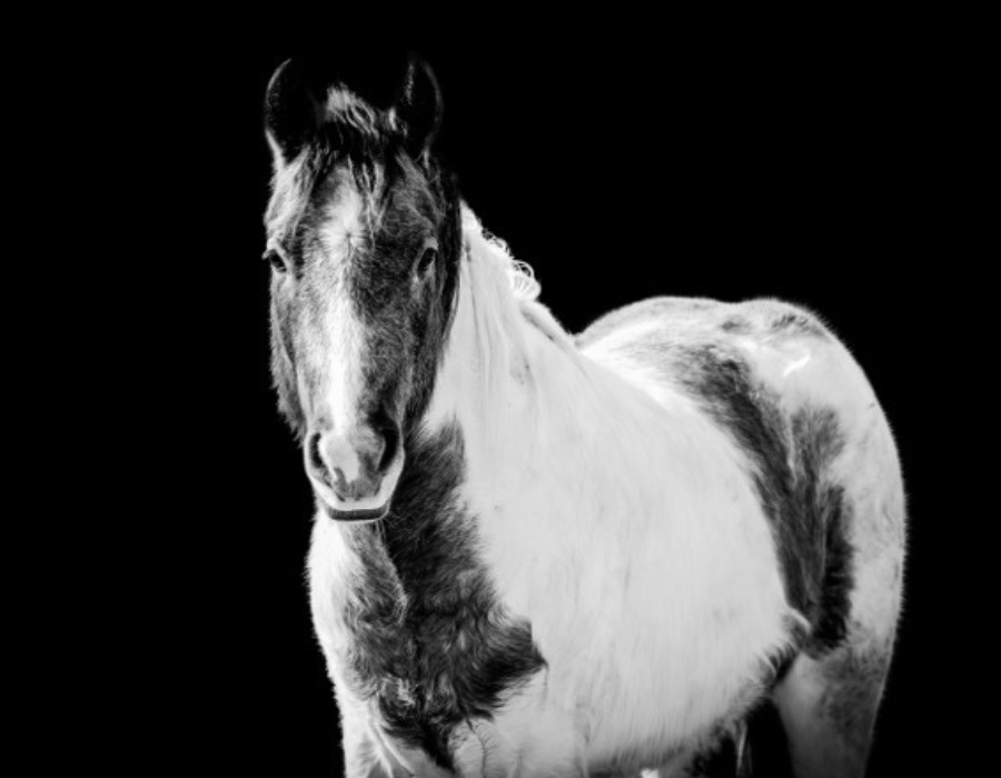 horse portrait