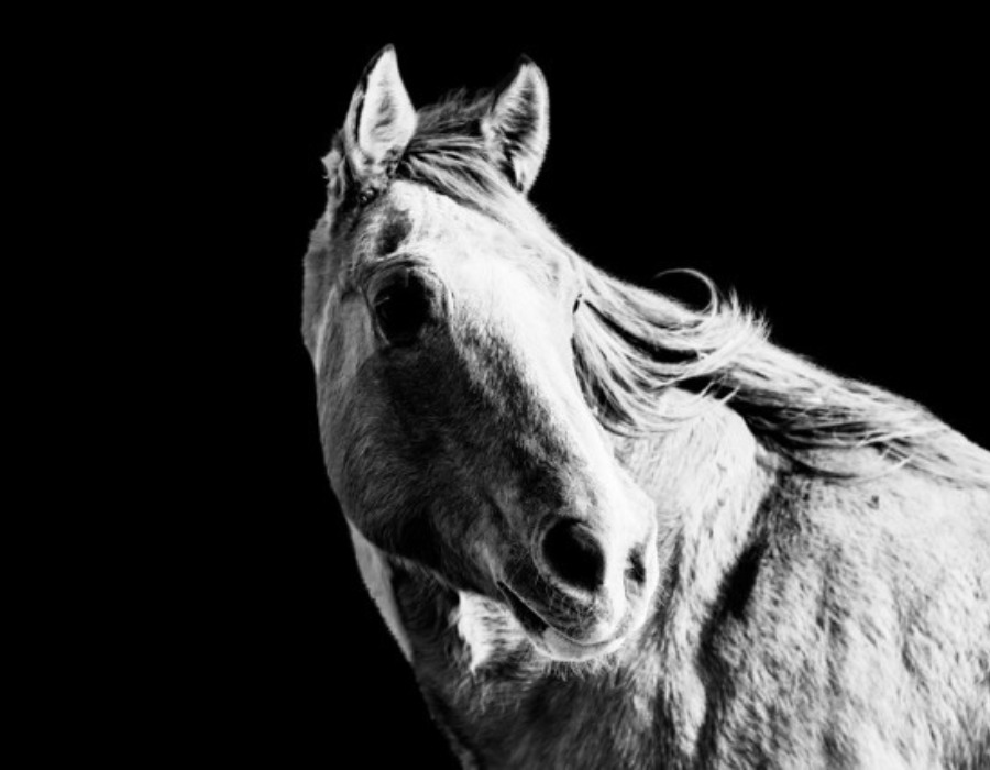 Horse Portrait