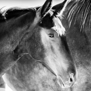 Innocence - Premium Metal Wall Art Print