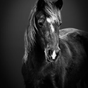 La Diabla - Premium Metal Wall Art Print