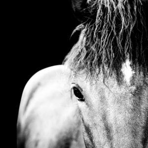 One Eye on You - Premium Metal Wall Art Print