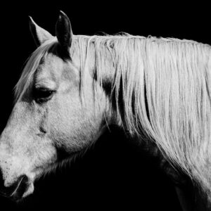 Peace - Premium Metal Wall Art Print