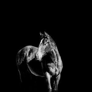 Poised - Premium Metal Wall Art Print