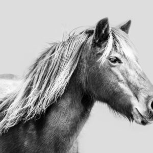 Wild and Free - Premium Metal Wall Art Print