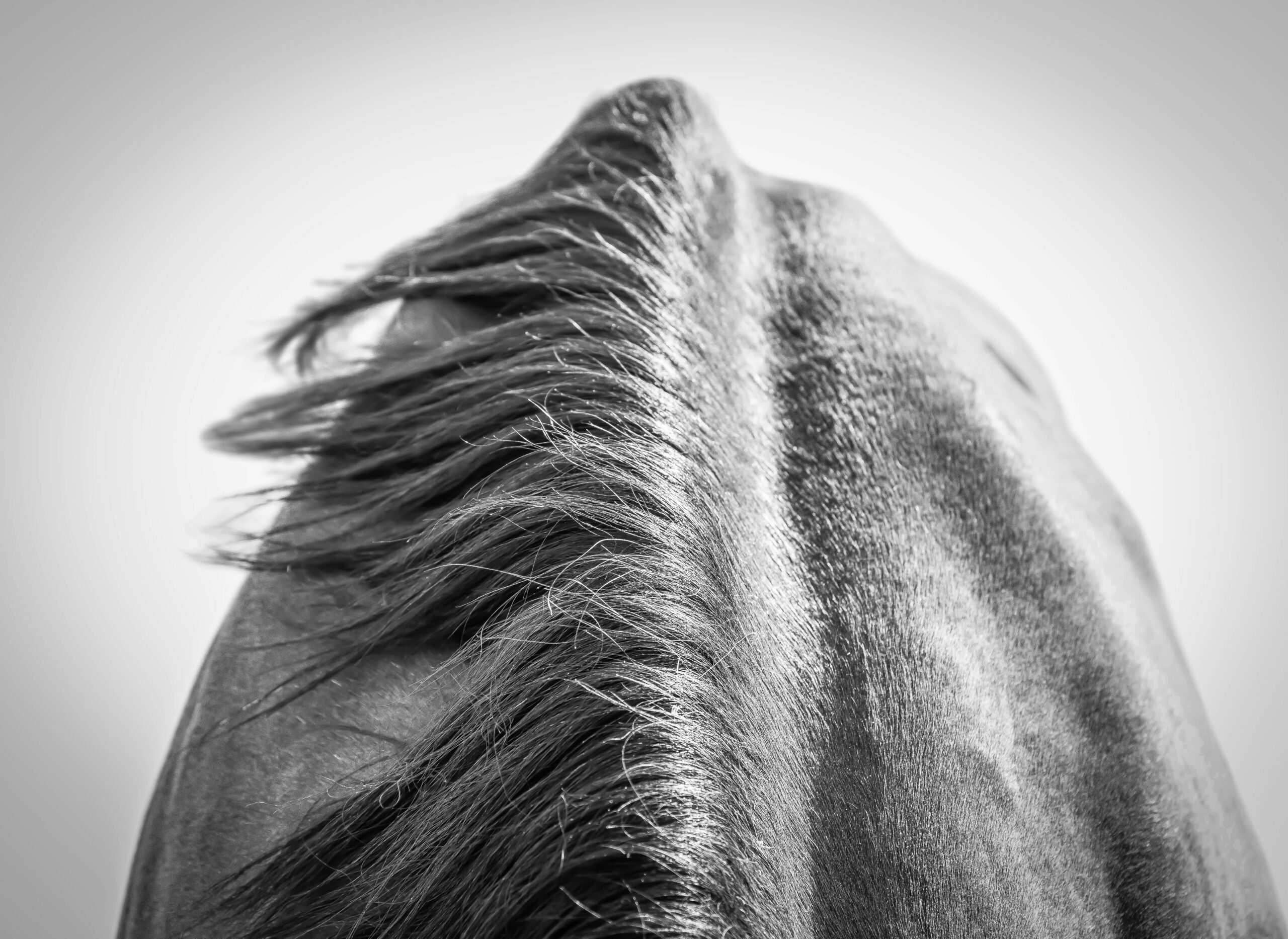 Withers I (16x24in) - Premium Metal Wall Art Print (50% Off!) - Image 4
