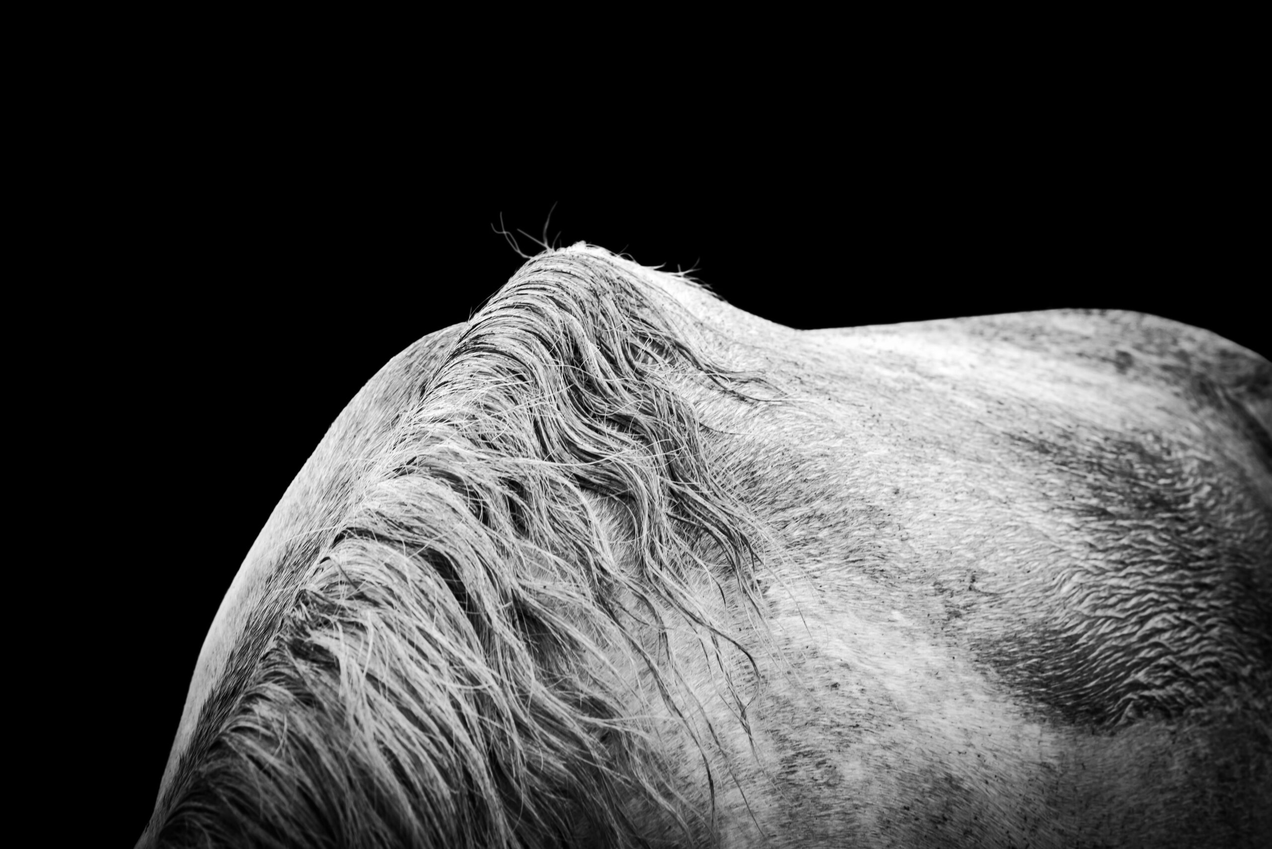 Withers III- Premium Metal Wall Art Print