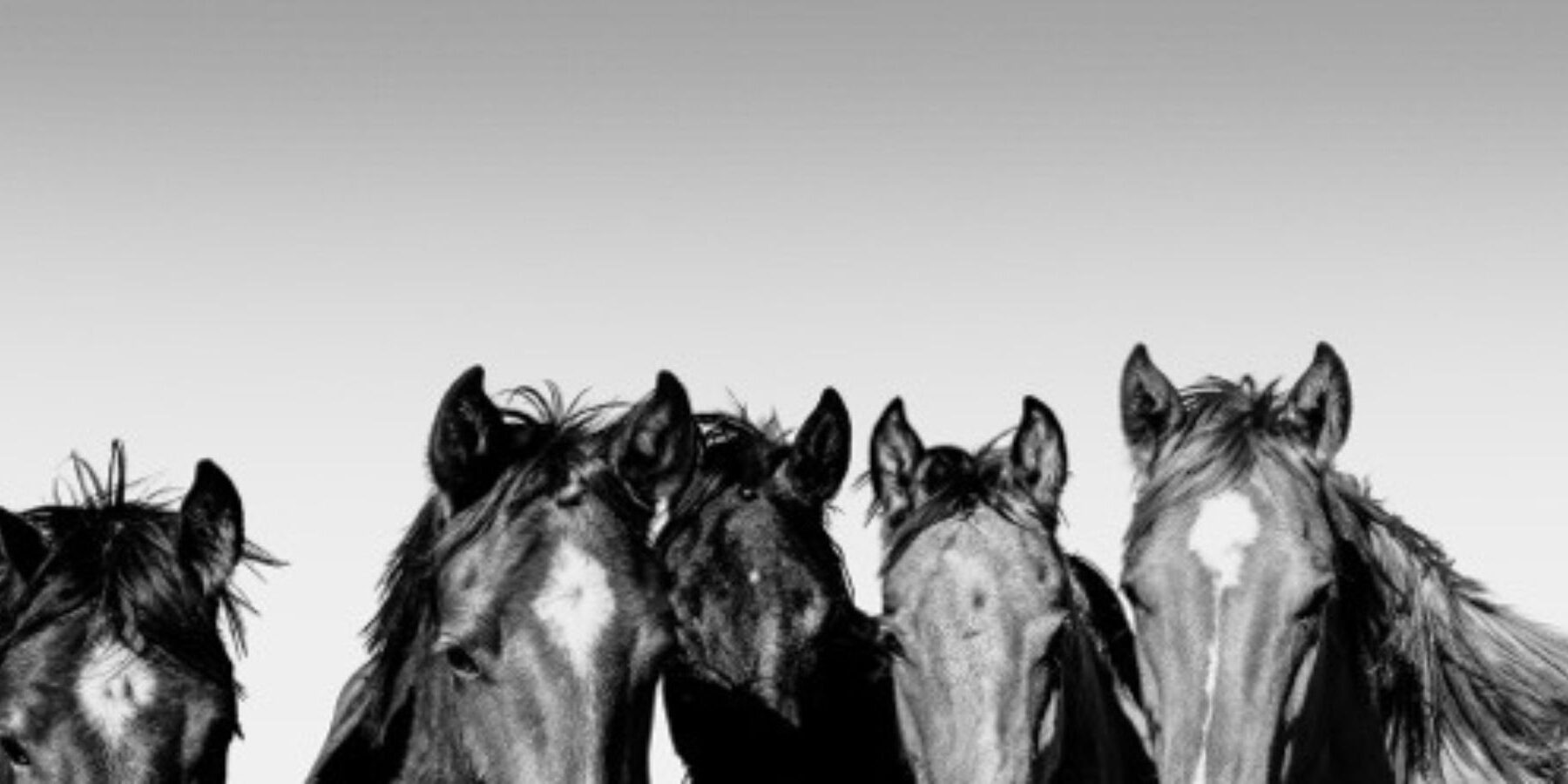 Celebrating Freedom_ The Spirit of Wild Horses in Photography