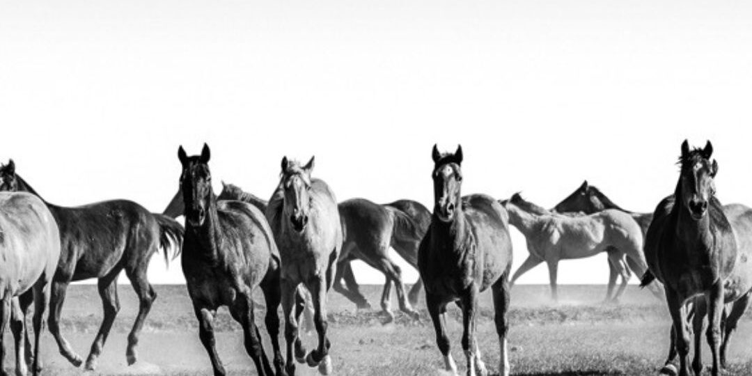 Celebrating Freedom_ The Spirit of Wild Horses in Photography1
