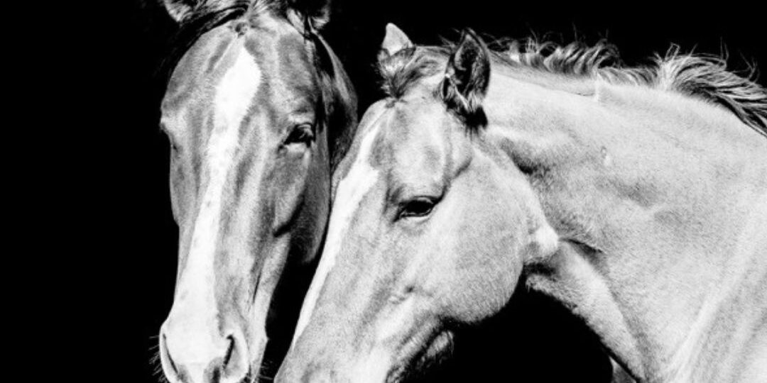 Crafting a Unique Story Through Custom Equine Photos3