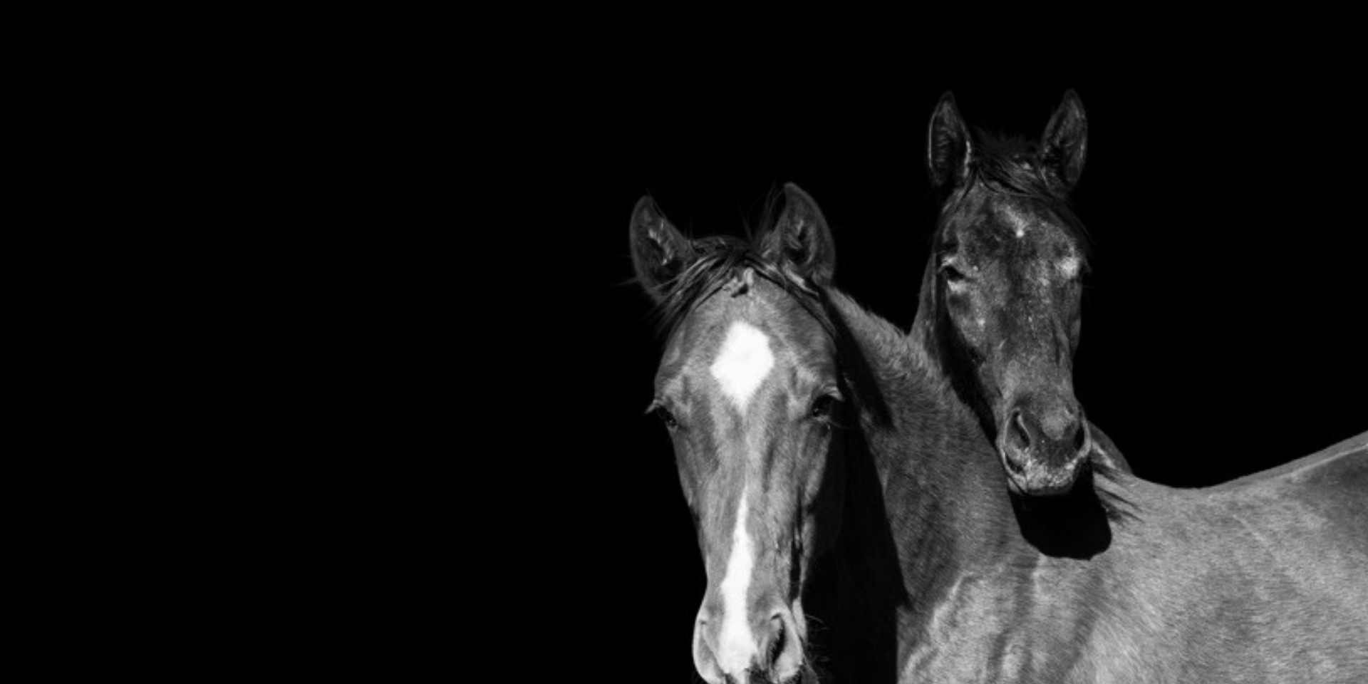 Horse Portrait