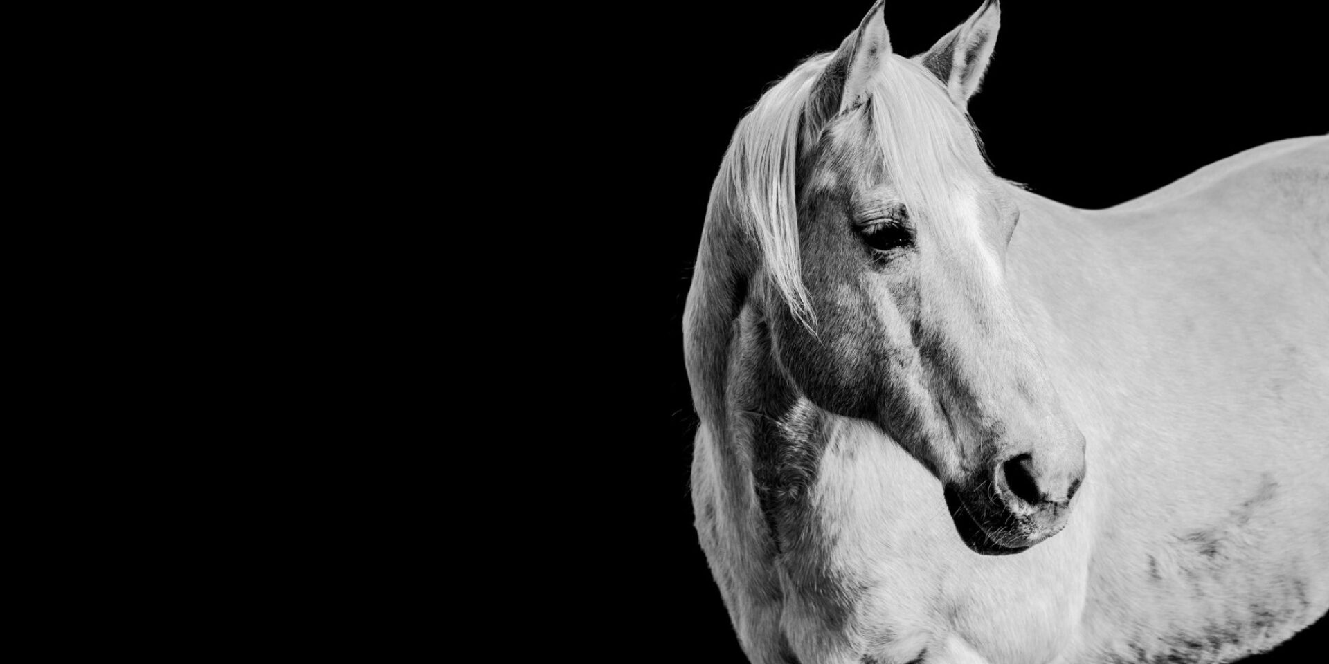 horse portrait