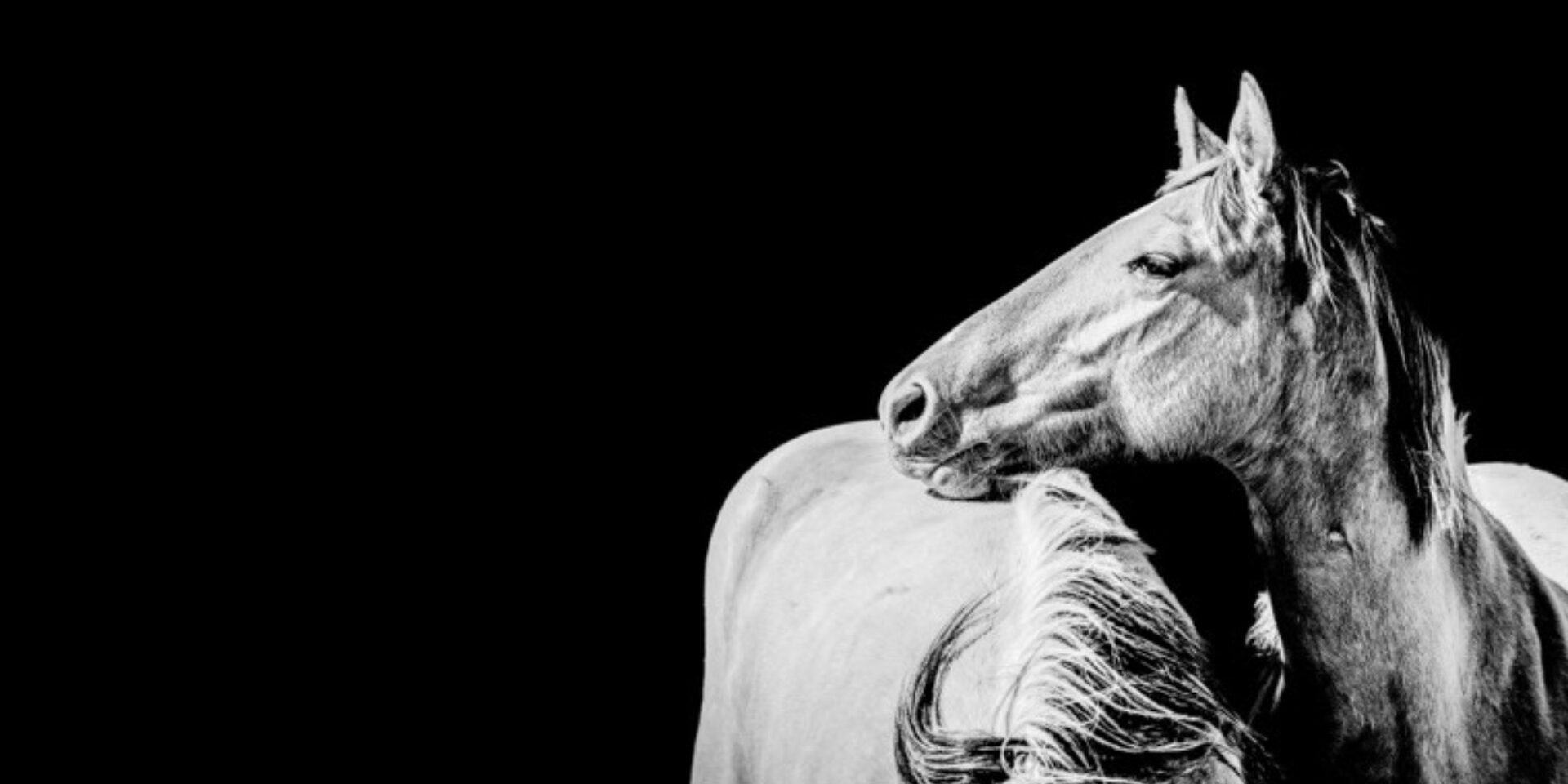 Horse Portrait