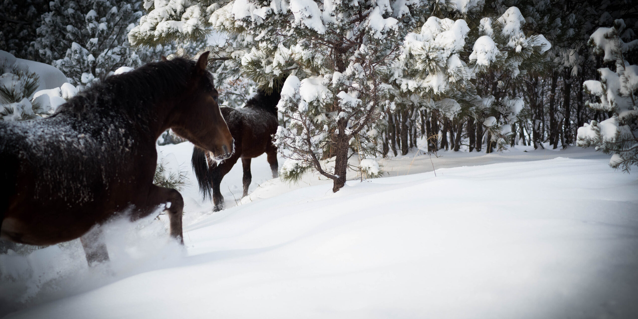 Winters Walk